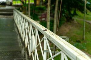 rost blooms på de brunfläckad trä- bro, Utsmyckad med en svart fjäril, inbäddat bredvid en vit järn staket. foto