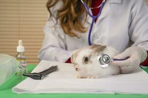 veterinär använder sig av stetoskop fysisk undersöka en ung söt kanin på sällskapsdjur klinik, begrepp av djur- hälsa kontroll, kanin hälsa vård, kanin sjuk foto