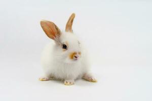 porträtt ung fluffig kanin, vit brun förtjusande kanin isolerat på grå bakgrund foto
