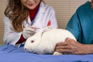 begrepp av kanin experimentell djur, kosmetisk experimentera, ung kvinna forskare och hjälpare håller på med kosmetisk testa på vit kaninens öra, kosmetisk allergisk experimentera foto