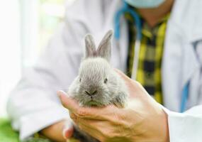 veterinär innehav grå kanin för diagnostisk i veterinär klinik, koncept kanin sjuk, kanin hälsa vård foto