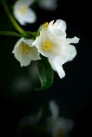 gren av blomning doftande vit jasmin blommor foto