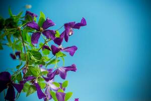 skön blomning clematis på en blå bakgrund foto