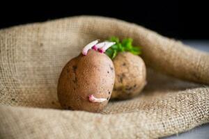 vår potatisar med grodd groddar, redo för plantering i de jord. foto