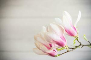 gren med blomning rosa magnolia blommor på trä- bakgrund foto