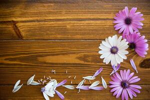 skön vit och lila osteospermum blommor på en trä- foto