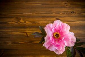 skön rosa stor träd pion blomma på trä- bakgrund foto