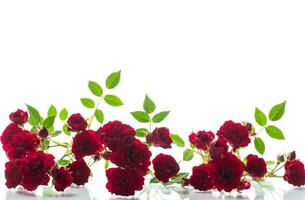 bukett av röd små rosor, på vit bakgrund. foto