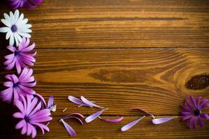 skön vit och lila osteospermum blommor på en trä- foto