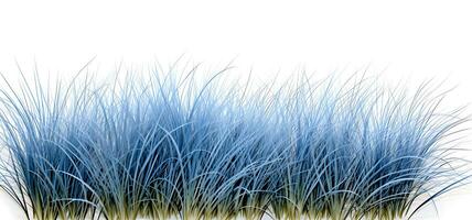 blå svingel gräs gräns isolerat på vit bakgrund ai genererad foto