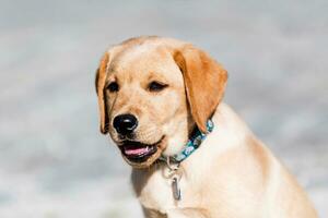 ung gyllene retriever valp spelar utomhus foto