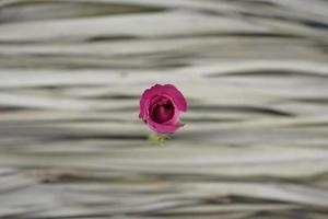 rosa ros mot torra grå palmblad. minimal, ekologisk. foto