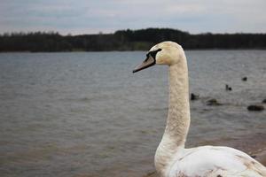 en svanhals på stranden av en reservoar foto