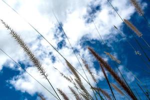 gräsblomma i vind och blå himmel bakgrund foto