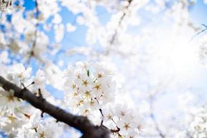 körsbärsblommor vid tidvattensbassängen. foto