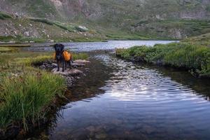 svart hund vid Colorado Lake foto