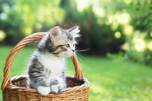 en kattunge i en korg på gräset, på sommaren foto