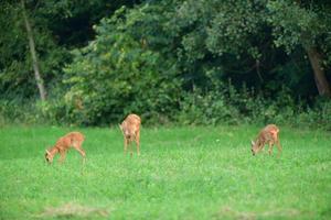 mamma rådjur löjrom med två unga fawn betar på gräset vid solnedgången