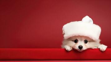 söt hund i santas hatt med gåva låda foto