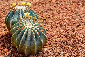 ferocactus glaucescens var. nakenblommande på stenmark foto