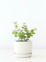växt i en pott på vit bakgrund ai generativ foto