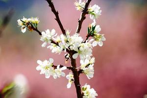vackra körsbärsblommor foto