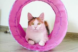 tricolor katt leker i tunneln. spel hemma med ett husdjur. foto