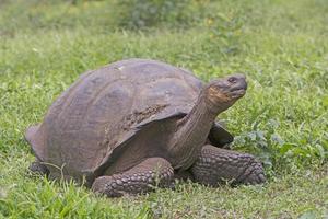 galapagos jätte sköldpadda på ett fält foto