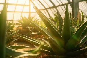 en närbild skott av aloe vera växter växande i en växthus, med värma solljus filtrering i genom de glas tak. generativ ai foto