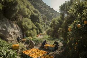 orange och citron- plockning längs en bergssidan väg, arbetare fyllning lådor med frukt fallen till presenningar under träd tung. de grönskande lundar är punkterade med klippig klippor. generativ ai foto