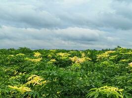 jute fält och molnig himmel av bangladesh en glimt in i naturens gobeläng och jordbruks arv foto