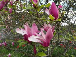 magnolia träd blomma foto