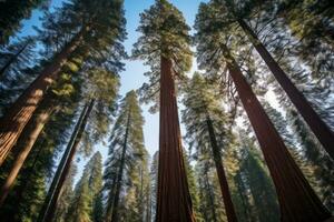 höga sequoia skog med förvånande höjder. generativ ai foto