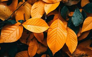 stänga upp av färgrik höst löv textur. generativ ai foto