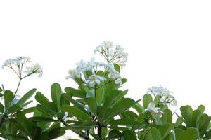 frangipani blomma isolerad på en vit bakgrund foto