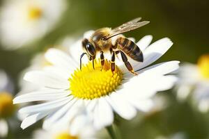 bi och blomma. stänga upp av en bi samlar honung på en daisy blomma på en solig dag. generativ ai foto