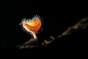 hårig svamp i regn skog på Saraburi provins, thailand, foto