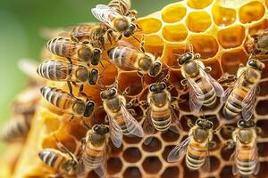 honung bin på vaxkaka i bigård i sommartid, honung bin kommunicera med varje Övrig, ai generativ foto