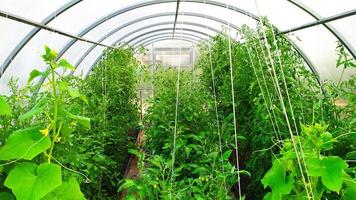 tomatbuskar i växthuset är bundna med rep foto