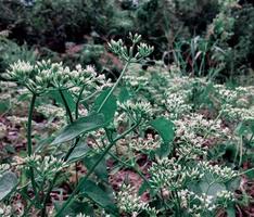 tropiska gröna blad natur bakgrund foto