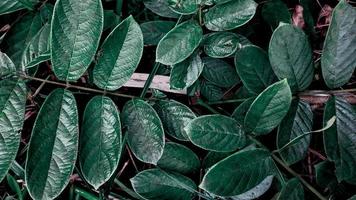 tropiska gröna blad natur bakgrund foto