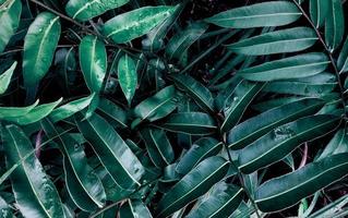 tropiska gröna blad natur bakgrund foto
