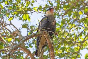 södra crested caracara i ett träd foto