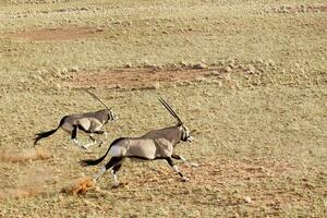 oryx i de sand sanddyner av sossusvlei, Namibia. foto