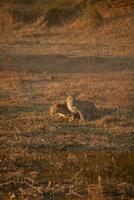 en leopard och henne Valp i de okavango delta. foto