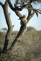 leopard lata sig i ett akacia träd foto