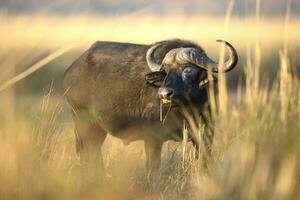 en buffel betning på de banker av de chobe flod. foto