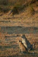 en leopard och henne Valp i de okavango delta. foto