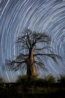 startrail över en baobab träd. foto