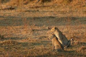 en leopard och henne Valp i de okavango delta. foto